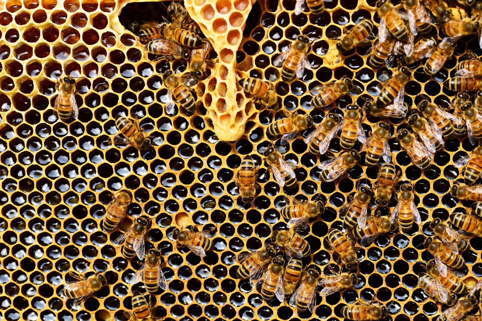 bees on comb