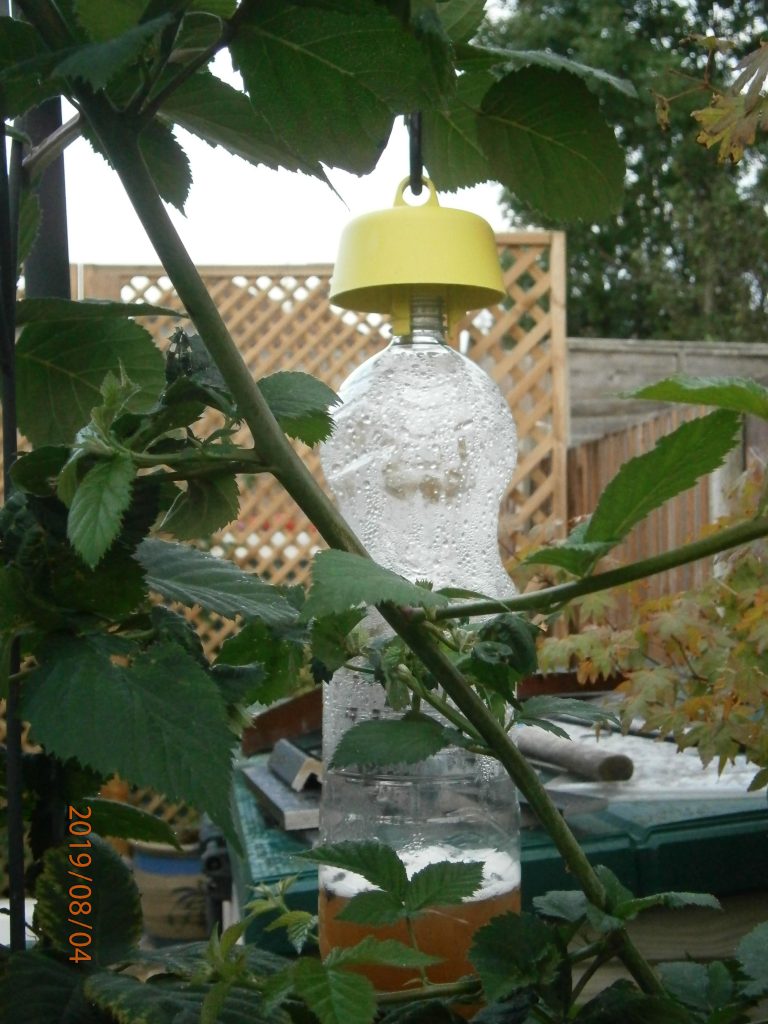 Tap Trap wasp catcher on a frame in a climbing plant
