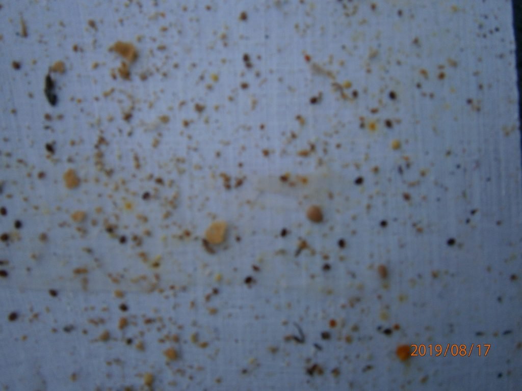 Varroa mites on the board after a 5 days check
